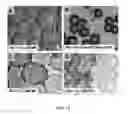 Fig. 11 - Synthetic polysaccharide microcarriers for culturing cells