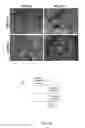 Fig. 12 - Synthetic polysaccharide microcarriers for culturing cells