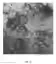 Fig. 13 - Synthetic polysaccharide microcarriers for culturing cells