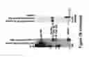 Fig. 13 - Method for diagnosing  acute lymphomic leukemia (ALL) using miR-125b