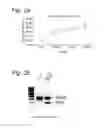 Fig. 03 - Method for efficient exon (44) skipping in duchenne muscular dystrophy and associated means