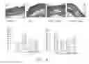 Fig. 07 - Method for inhibiting activity and/or expression of matrix metalloproteinase, inhibiting phosphorylation of mitogen-activated protein kinase, and/or promoting expression of collagen using tormentic acid