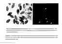 Fig. 08 - Method for characterising the biological activity of helminth eggs, in particular eggs