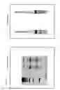 Fig. 09 - Methods and compositions for modification of a HLA locus