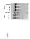Fig. 16 - Methods and compositions for modification of a HLA locus