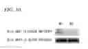 Fig. 11 - Method and kit for evaluation of predisposition to development of obesity, anti-obesity agent and method for screening thereof, non-human animal, adipose tissue, adipocyte, method for production of transgenic mouse, antigen, and antibody