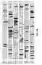 Fig. 06 - Nucleic acids and proteins associated with sucrose accumulation in coffee