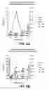 Fig. 09 - Nucleic acids and proteins associated with sucrose accumulation in coffee