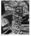 Fig. 01 - Activation tagging platform for maize, and resultant tagged populations and plants