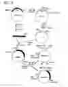 Fig. 03 - Method for secretory production of glycoprotein having human-type sugar chain using plant cell