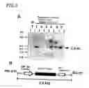 Fig. 04 - Method for secretory production of glycoprotein having human-type sugar chain using plant cell