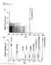 Fig. 12 - Method for secretory production of glycoprotein having human-type sugar chain using plant cell