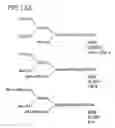 Fig. 18 - Method for secretory production of glycoprotein having human-type sugar chain using plant cell
