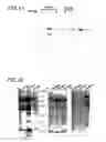Fig. 24 - Method for secretory production of glycoprotein having human-type sugar chain using plant cell