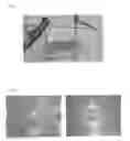 Fig. 07 - PRF IN CELL AND TISSUE CULTURE