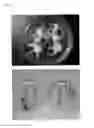 Fig. 09 - PRF IN CELL AND TISSUE CULTURE