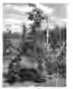Fig. 01 - Apple Tree Named 'PREMIER STAR'