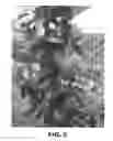 Fig. 03 - Apple Tree Named 'PREMIER STAR'
