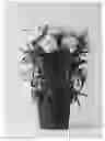 Fig. 01 - Carnation plant named 'CFPC Mele'