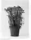 Fig. 01 - Carnation plant named 'CFPC Mana'