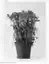 Fig. 02 - Carnation plant named 'CFPC Mana'