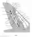 Fig. 02 - Remotely actuated wind tunnel model rudder using shape memory alloy