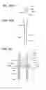 Fig. 45 - Fuel supply apparatus