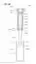 Fig. 71 - Fuel supply apparatus