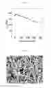 Fig. 06 - Composite electrode active material having MRuO(M=Sr, Ba, Mg), supercapacitor using the same and fabrication method thereof