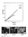 Fig. 09 - Dissolution of graphite, graphite and graphene nanoribbons in superacid solutions and manipulation thereof