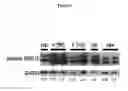 Fig. 07 - Anti-VEGF antibody compositions and methods