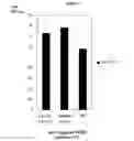 Fig. 08 - Anti-VEGF antibody compositions and methods