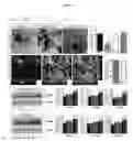 Fig. 12 - Pregnancy-induced oligodendrocyte precursor cell proliferation regulated by prolactin