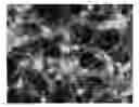 Fig. 01 - COMPOSITIONS FOR TREATING NERVOUS SYSTEM CONDITIONS
