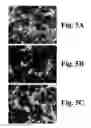 Fig. 06 - COMPOSITIONS FOR TREATING NERVOUS SYSTEM CONDITIONS
