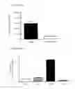 Fig. 06 - Epidermal growth factor receptor (EGFR) and methods of use in adenoviral-associated virus type 6 (AAV6) transduction