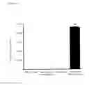 Fig. 09 - Epidermal growth factor receptor (EGFR) and methods of use in adenoviral-associated virus type 6 (AAV6) transduction