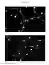 Fig. 05 - Efficient Generation of Neurally-Induced Mesenchymal Stem Cells and Applications Thereof