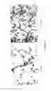 Fig. 30 - Tissue Engineering of Lung