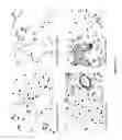 Fig. 49 - Tissue Engineering of Lung