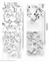 Fig. 53 - Tissue Engineering of Lung
