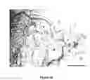 Fig. 55 - Tissue Engineering of Lung