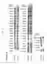 Fig. 08 - ADAMTS-13 mutant