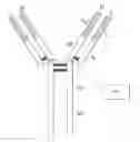 Fig. 01 - Compositions of F(ab′)antibody fragments