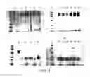Fig. 05 - Compositions of F(ab′)antibody fragments