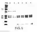 Fig. 06 - Compositions of F(ab′)antibody fragments