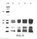 Fig. 07 - Compositions of F(ab′)antibody fragments