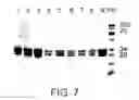 Fig. 08 - Compositions of F(ab′)antibody fragments