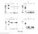 Fig. 09 - Compositions of F(ab′)antibody fragments