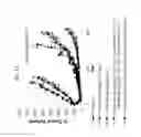Fig. 13 - Combination Cancer Therapy Comprising Administration of an EGFR Inhibitor and an IGF-1R Inhibitor